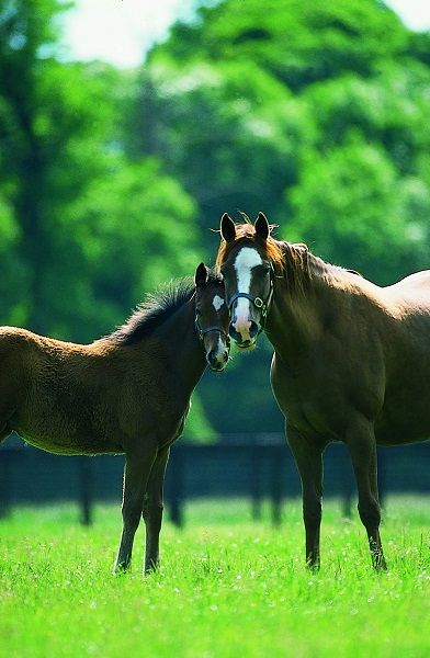 Irish National Stud