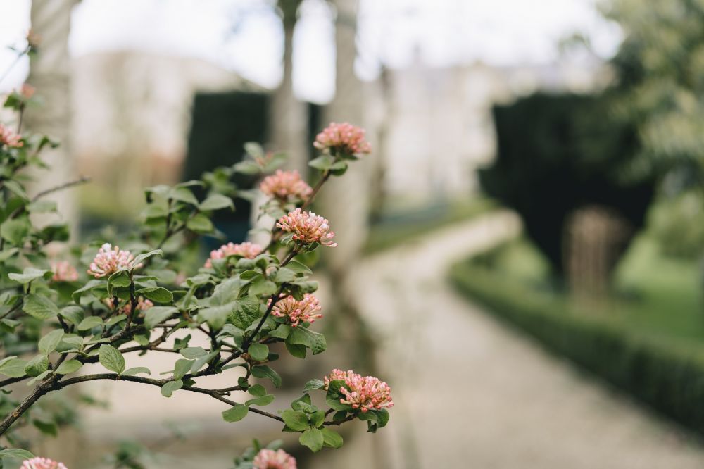 Garden Flowers