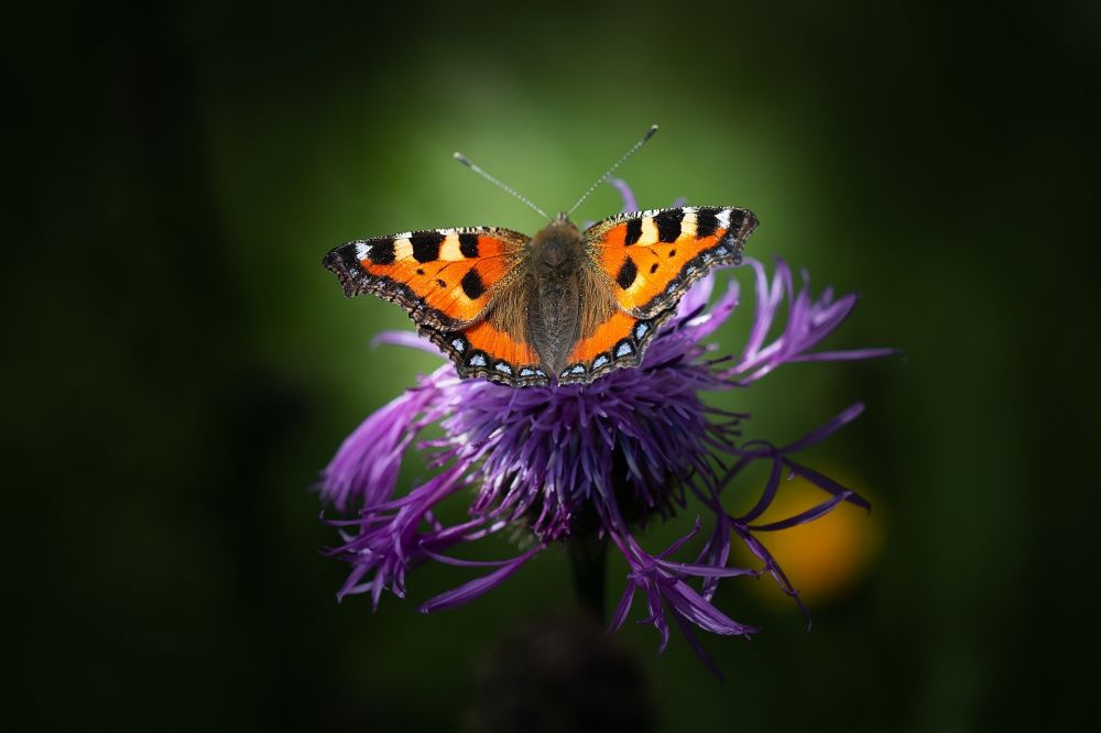 Butterfly Gardens at Killashee