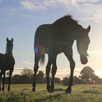 Foals grazing at sunrise small