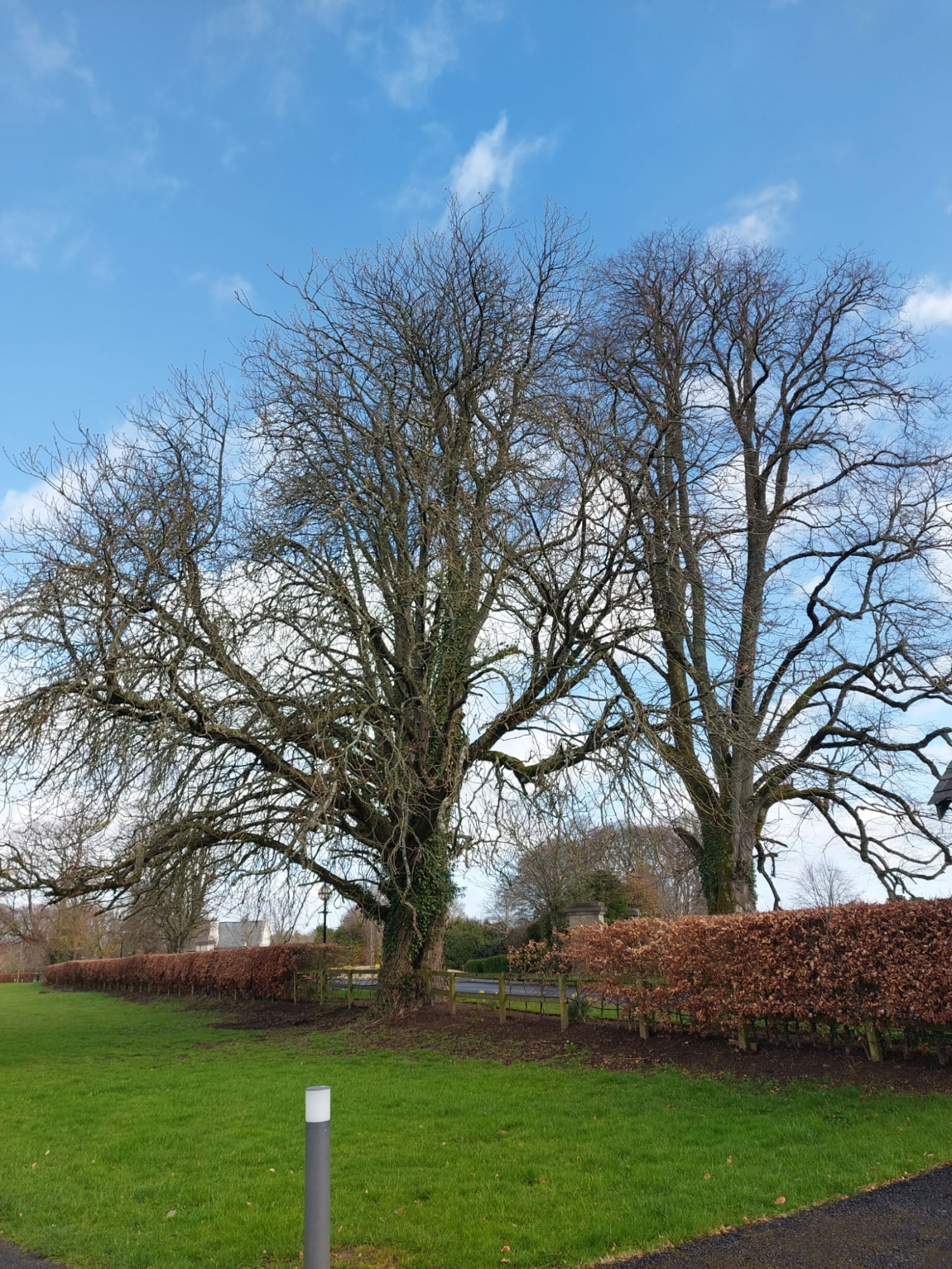 national tree week chestnut