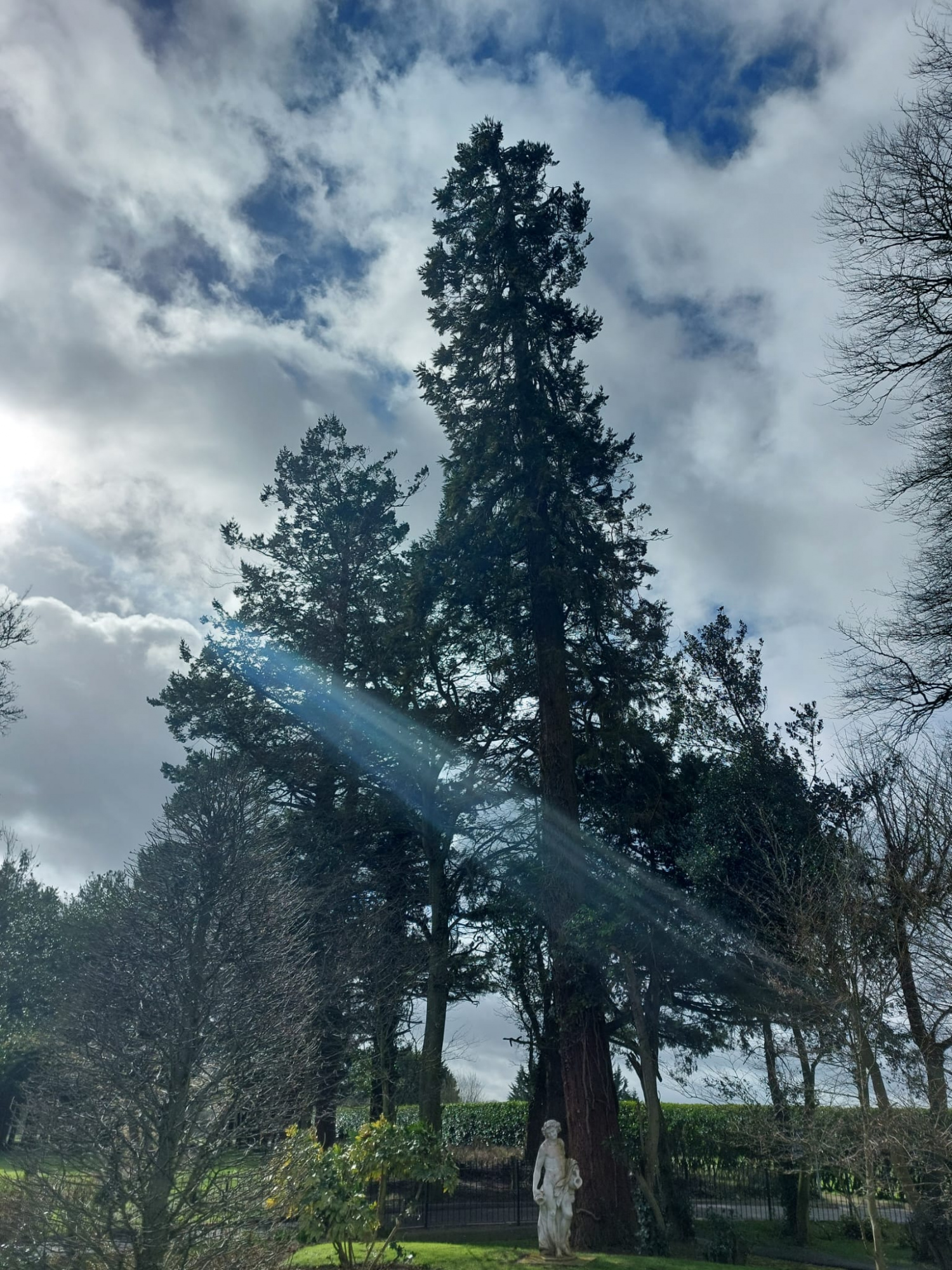 national tree week redwood