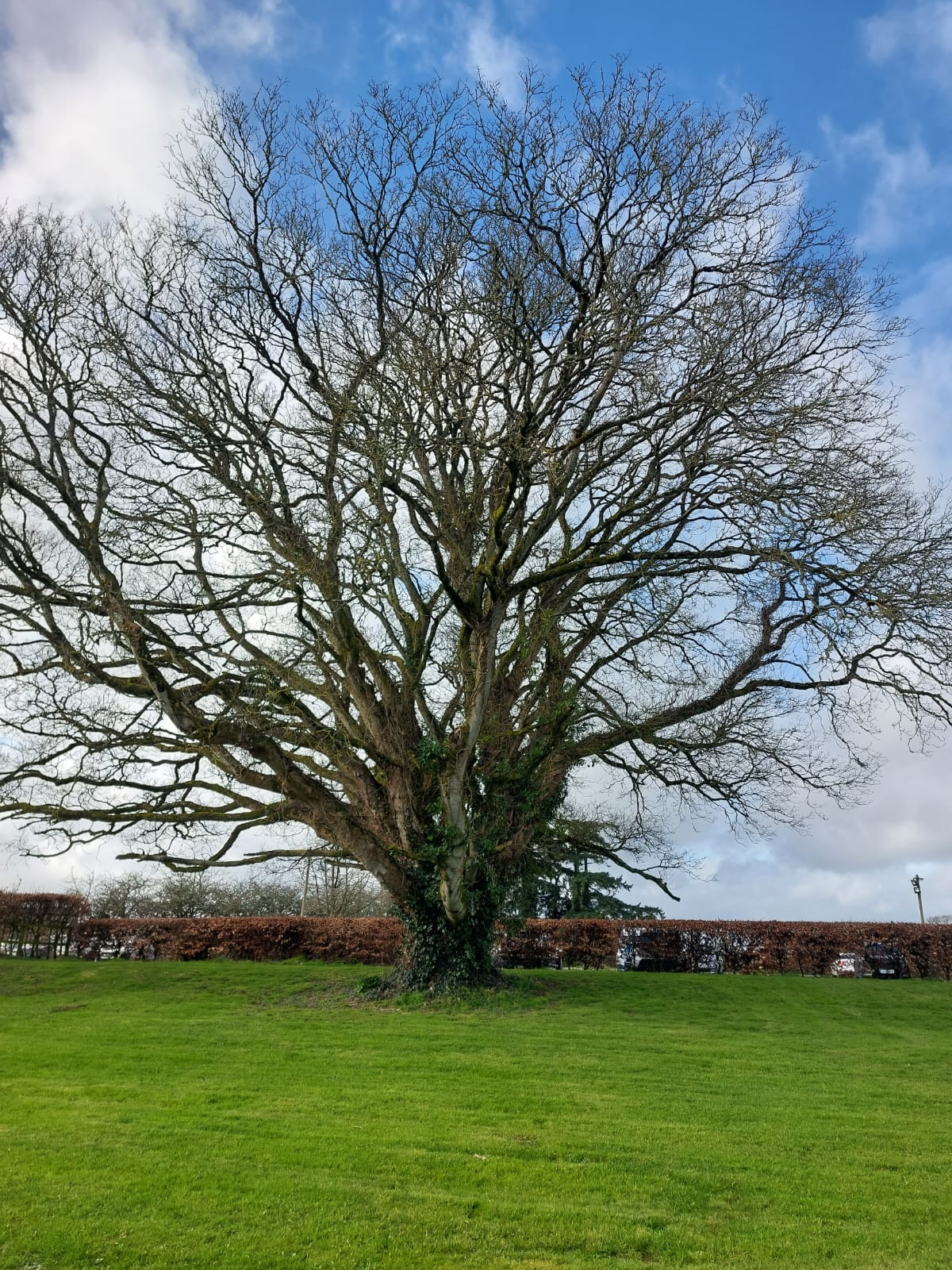 national tree week sycamore