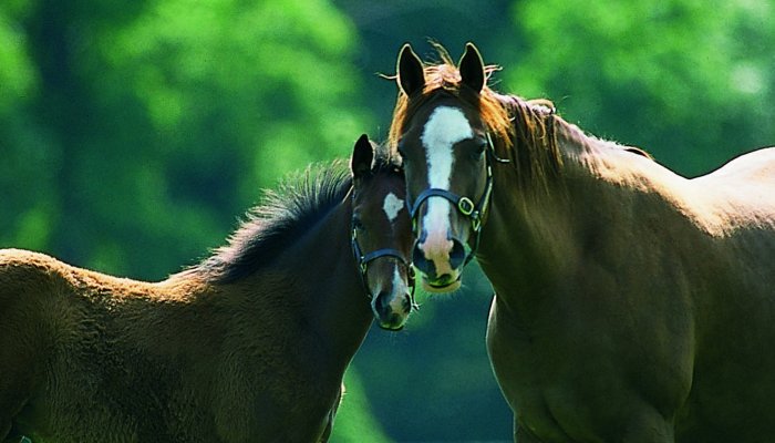 Irish National Stud 