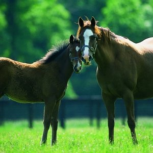 Irish National Stud