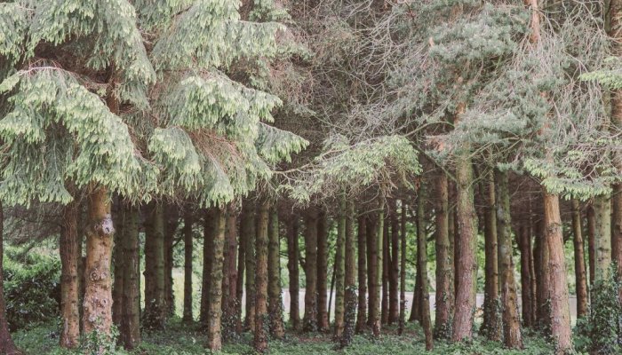 National Tree Week Killashee Estate