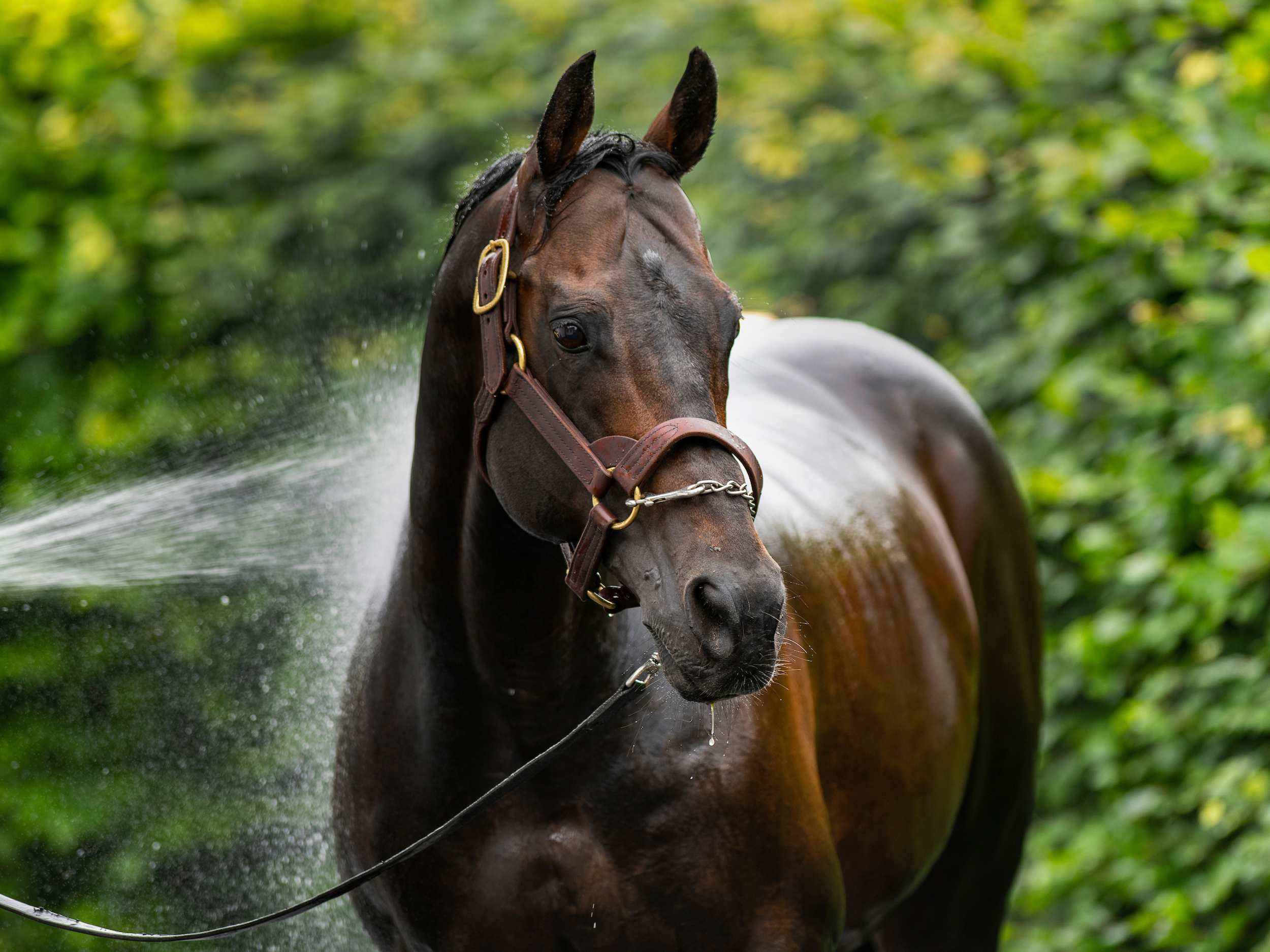 Horse shower - Killashee Hotel
