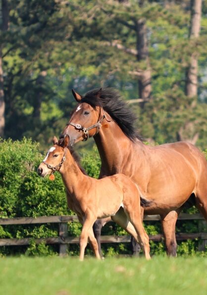 Mare Foal The Irish National Stud Co Kildare master 1 - Killashee Hotel