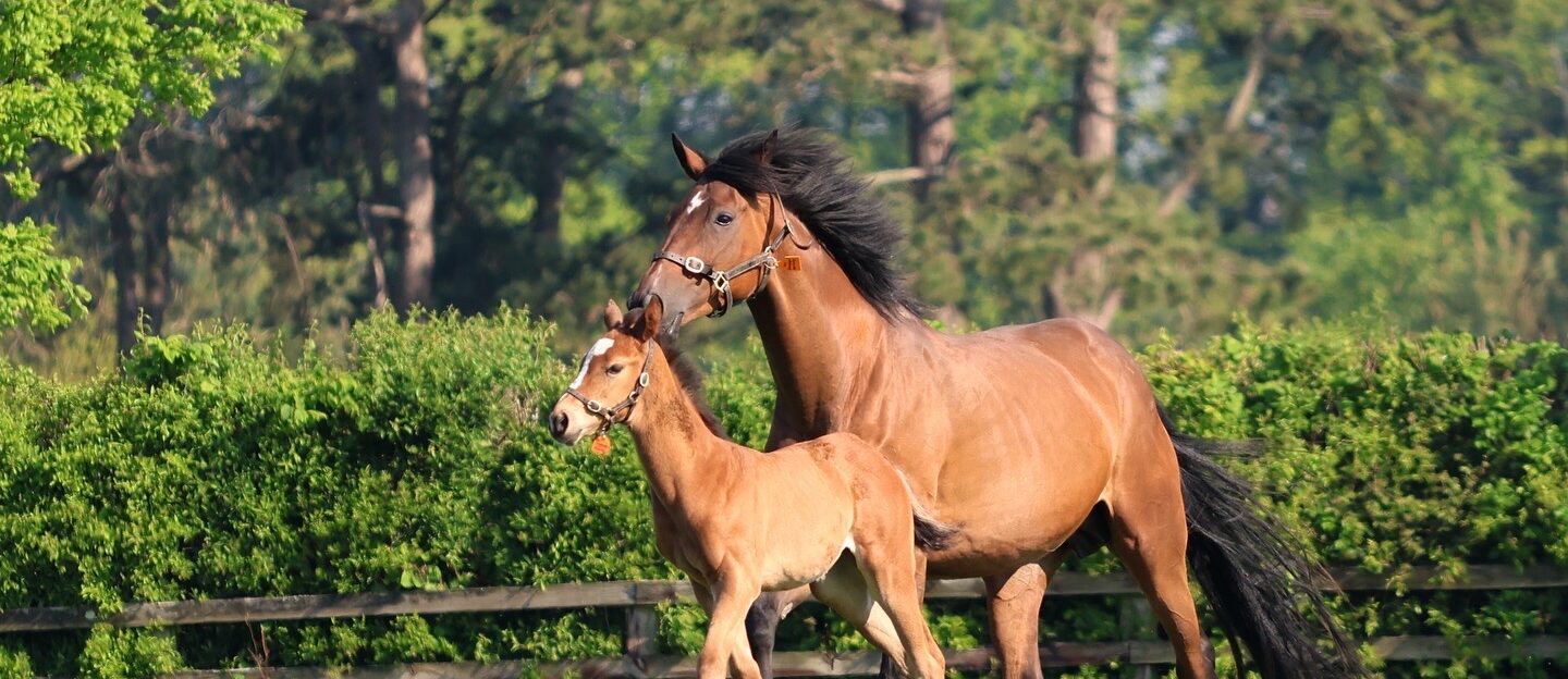 Mare Foal The Irish National Stud Co Kildare master - Killashee Hotel
