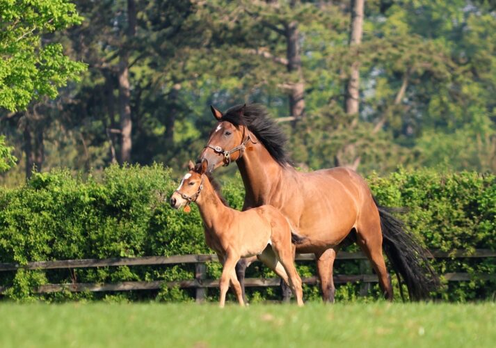 Mare Foal The Irish National Stud Co Kildare master - Killashee Hotel