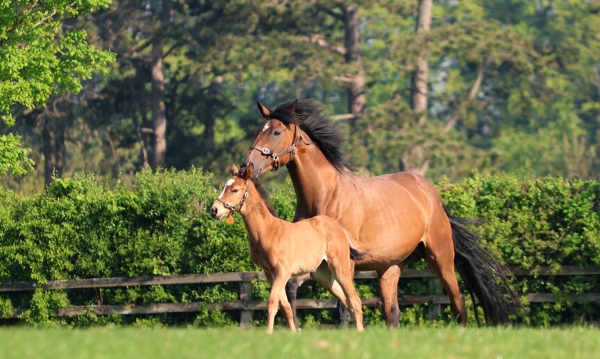 Mare Foal The Irish National Stud Co Kildare master - Killashee Hotel