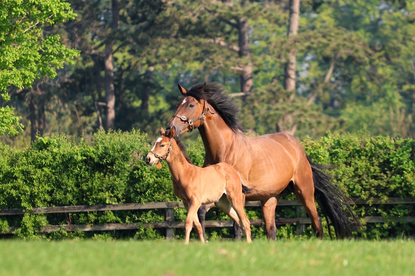 Mare Foal The Irish National Stud Co Kildare master - Killashee Hotel