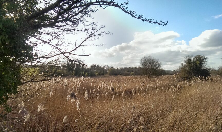 Pollardstown Fen 6 - Killashee Hotel