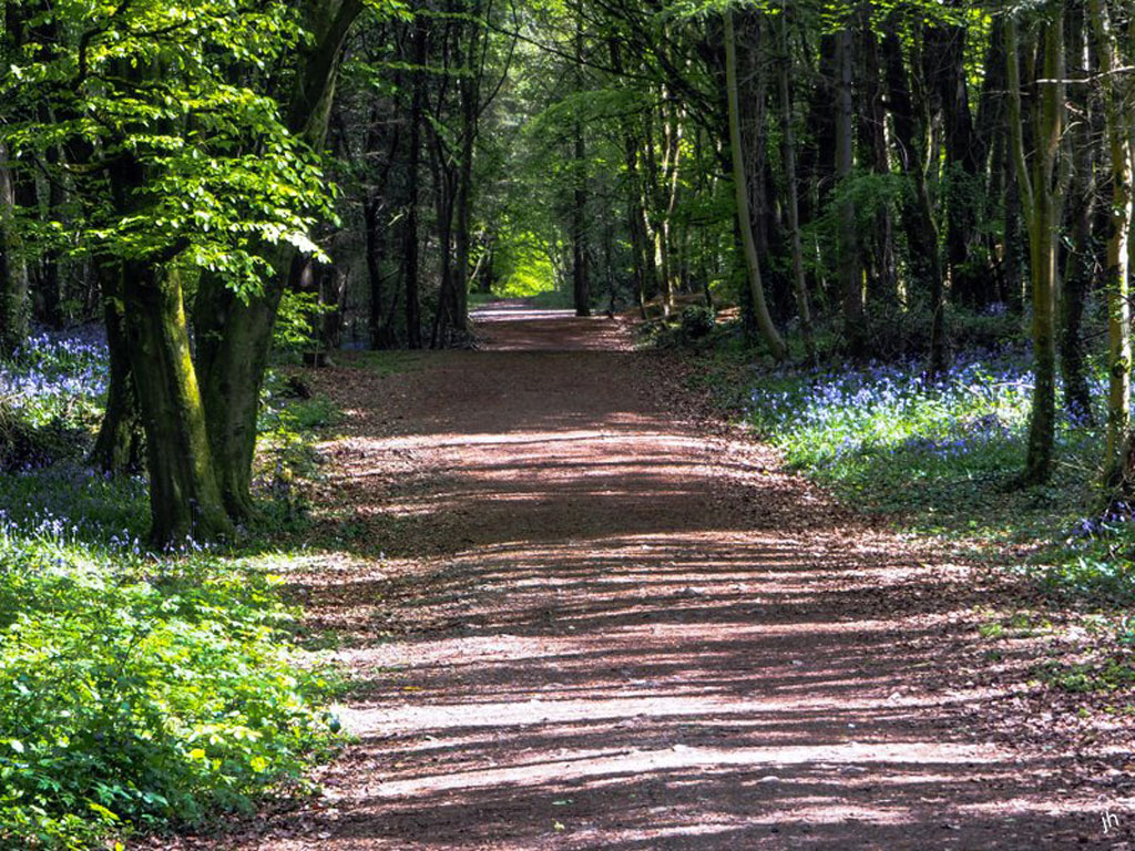 killinthomas wood 4 1 - Killashee Hotel