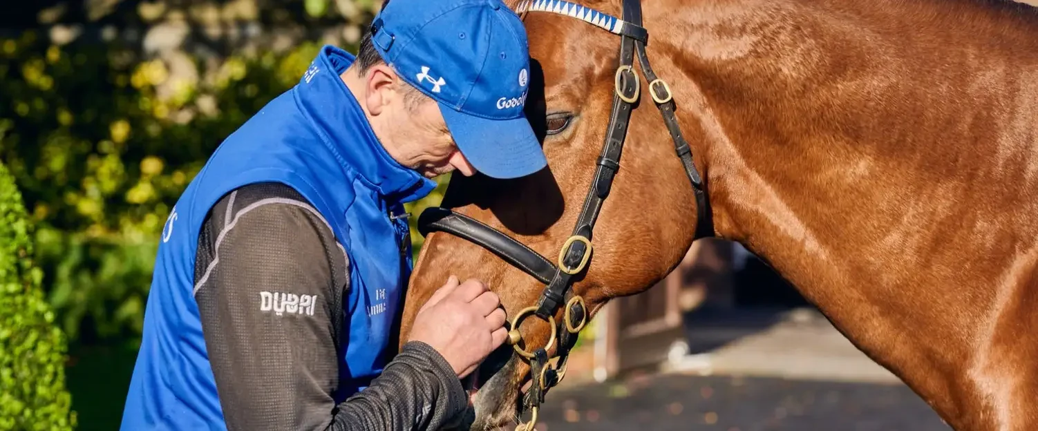 a man rubbing a horses nose - Killashee Hotel