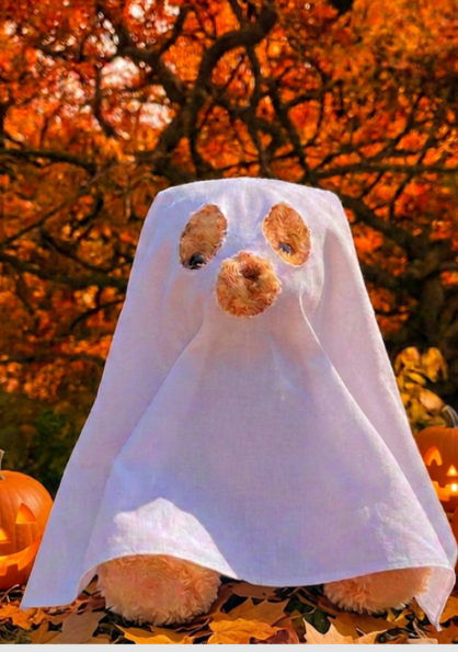 halloween Teddy 2 - Killashee Hotel
